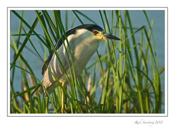 BCNHeron-3-frm.jpg