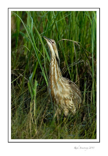 Bittern-2.jpg