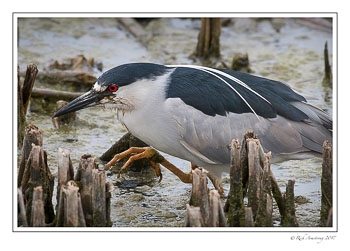 Black-crowned-Night-Heron-1-copy.jpg