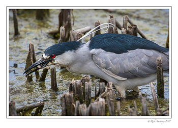 Black-crowned-Night-Heron-2-copy.jpg