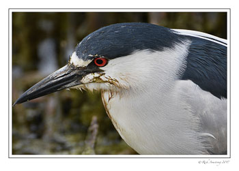 Black-crowned-Night-Heron-5-copy.jpg