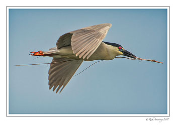 Black-crowned-night-heron-2-copy-2.jpg