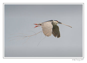 Black-crowned-night-heron-5-copy-3.jpg