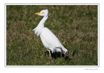 Cattle-egret-1-copy.jpg