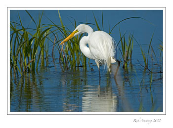 Egret-Otsego-5.jpg