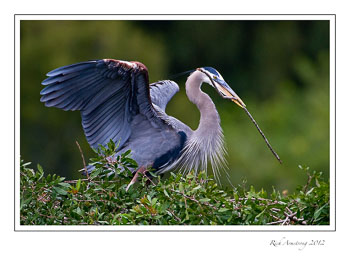 GB-Heron-1A-frm.jpg