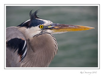 GB-Heron-2B-frm.jpg