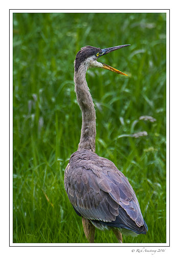 Great-blue-heron-1-copy-copy.jpg