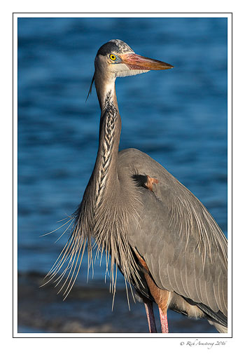 Great-blue-heron-1-copy.jpg