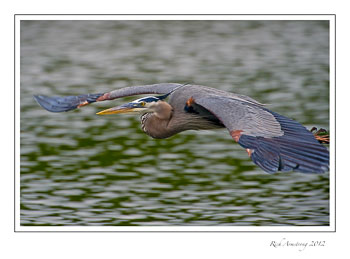 Great-blue-heron-2-frm.jpg