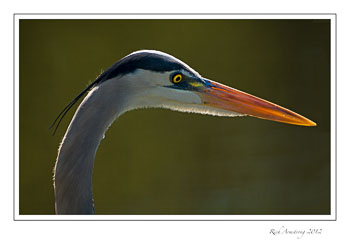 Great-blue-heron-3-frm.jpg
