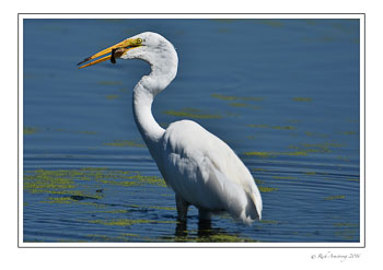 Great-egret-w-fish-2-w.jpg
