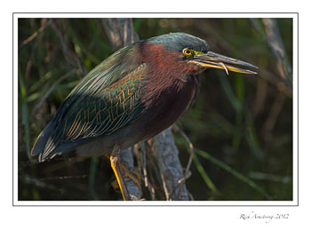 Green-Heron-1-frm.jpg