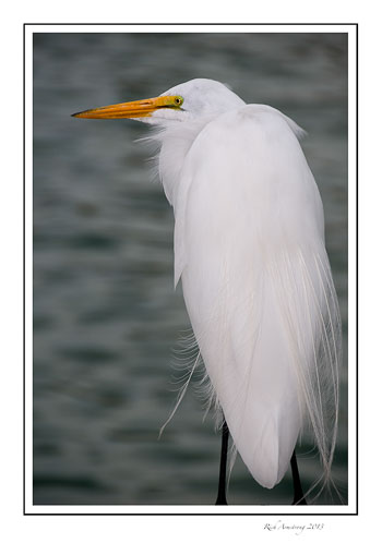 Grt-egret-6.jpg