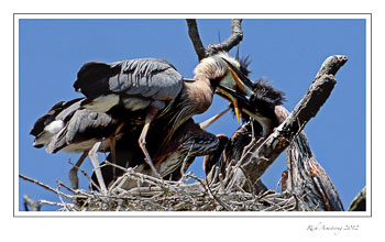 Heron-Chicks-14-frm.jpg