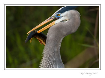 Heron-n-fish-1-frm.jpg