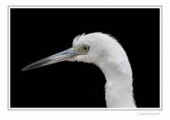 Little-blue-heron-1-copy.jpg