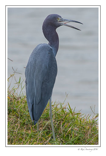 Little-blue-heron-4-copy.jpg