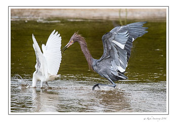 Reddish-egret-3-copy.jpg