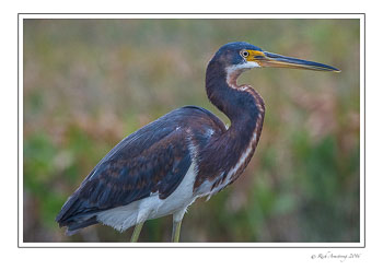 Tri-colored-heron-1-copy.jpg