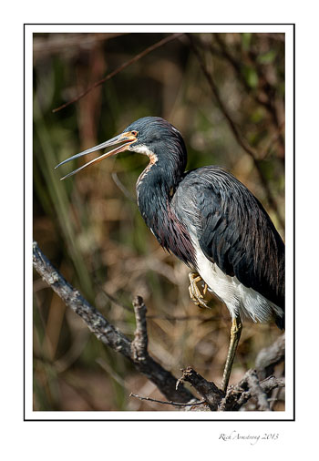 Tricolored-heron-frm.jpg