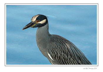 Yellow-crowned-night-heron-2-copy.jpg