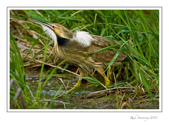 am-bittern-4.jpg