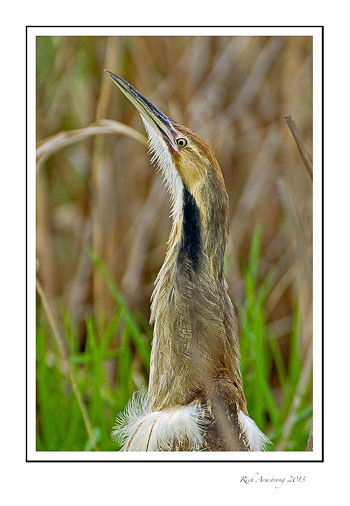 am-bittern-5.jpg