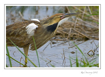 am.-bittern-3.jpg