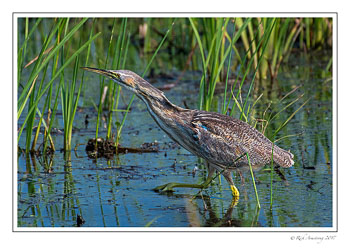american-bittern-3-copy.jpg