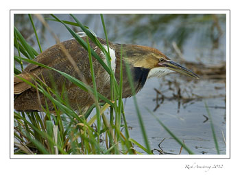 bittern-1.jpg