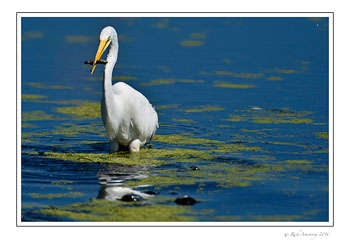 eget-w-fish1w.jpg