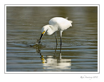 egret-4.jpg