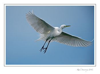 egret-Venice.jpg