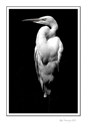 egret-in-shadows-2-b-n-w.jpg
