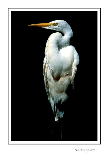 egret-in-shadows-2-frm.jpg
