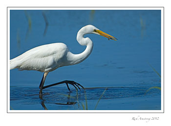 egret-with-minnow.jpg
