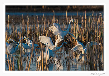 egrets-5-copy.jpg