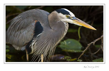 great-blue-heron-1c-frm_.jpg