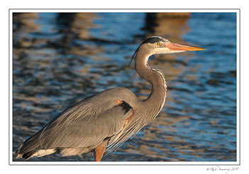 great-blue-heron-5-copy.jpg