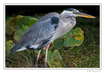 great-blue-heron-6-copy.jpg