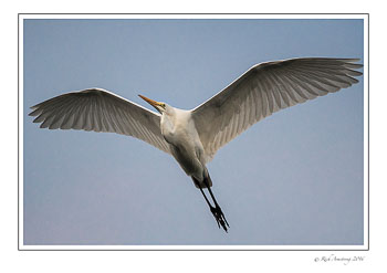 great-egret-1-copy-2.jpg