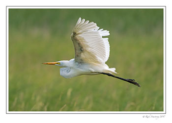 great-egret-1-copy-3.jpg