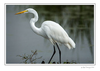 great-egret-1-copy.jpg