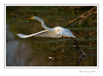 great-egret-3.jpg
