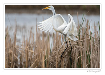 great-egret-5-copy.jpg