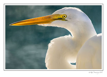 great-egret-7-copy.jpg