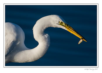 great-egret-with-fish-2-copy.jpg