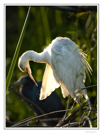 great-whigte-heron-2-frm.jpg