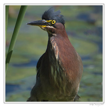 green-heron-1c-copy.jpg